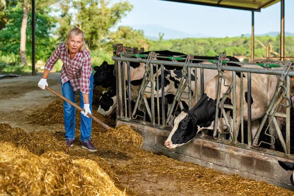 Mulher agricultor está trabalhando na fazenda com vacas leiteiras — Fotografia de Stock