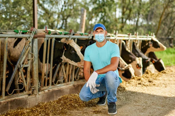 Farmer is working man in mask virus protectionon at farm with dairy cows. — Stock Photo, Image