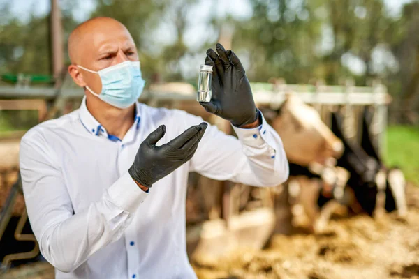 Male cow veterinarian at farm takes analyzes — Stock Photo, Image