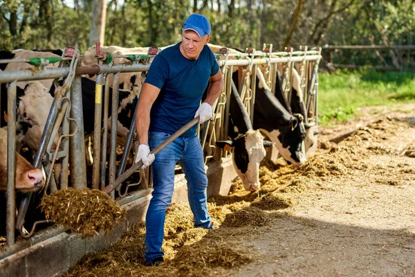 A gazda tejelő tehenekkel dolgozik a gazdaságban.. — Stock Fotó