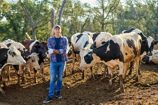 Agriculteur travaille à la ferme avec des vaches laitières. — Photo