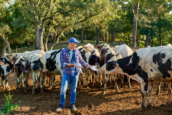 Farmer is working on farm with dairy cows. — Stock Photo, Image