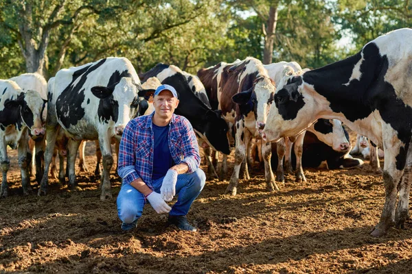 Agricultor masculino feliz na fazenda de vacas em torno do rebanho . — Fotografia de Stock