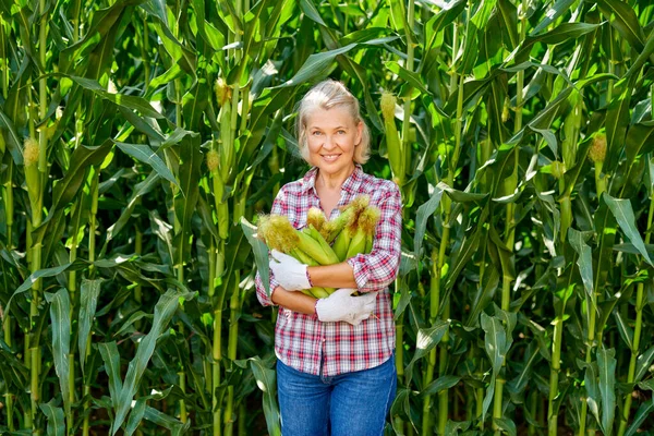 トウモロコシの収穫期の女性農家 — ストック写真