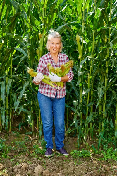 Vrouwelijke boer met maïsoogst — Stockfoto