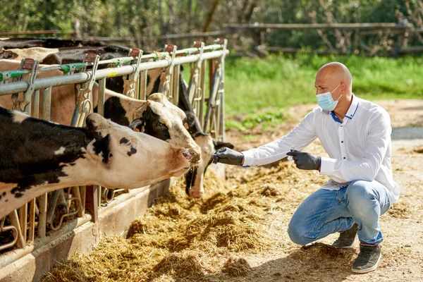 獣医で牛の農場の動物は分析を取ります — ストック写真