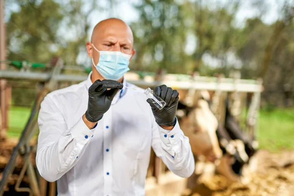 Vétérinaire à la ferme bovins à la ferme avec vaches laitières — Photo