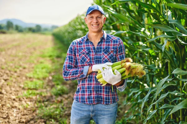 Hombre agricultor con un cultivo de maíz — Foto de Stock