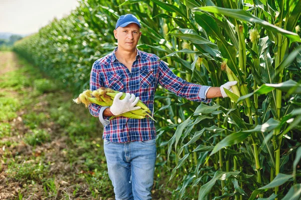 Jordbrukare med majsgröda — Stockfoto