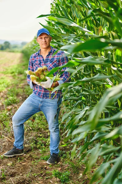 Man farmer with a crop of maize