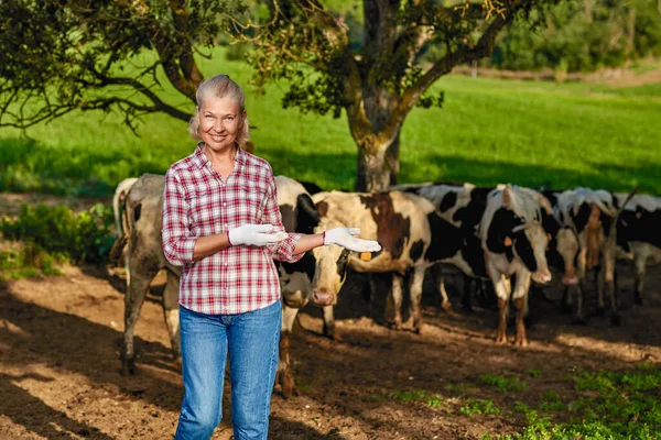 Фермерка працює на фермі з молочними коровами — стокове фото