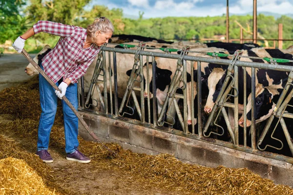 Mujer agricultora está trabajando en granja con vacas lecheras — Foto de Stock