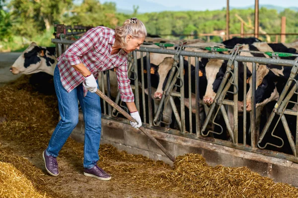 Egy farmer nő tejelő tehenekkel dolgozik a farmon. — Stock Fotó