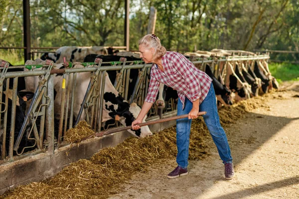 Egy farmer nő tejelő tehenekkel dolgozik a farmon. — Stock Fotó