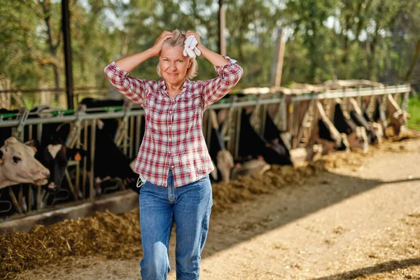 Mulher agricultor está trabalhando na fazenda com vacas leiteiras — Fotografia de Stock