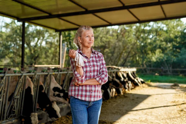 Farmer woman is working on farm with dairy cows — Stock Photo, Image