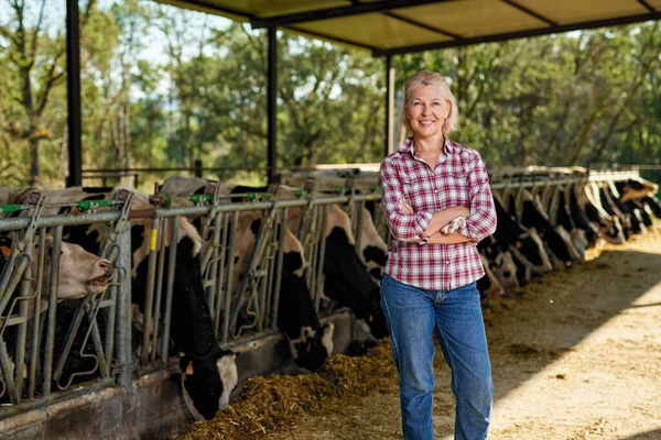 농장 일을 하는 농부인 여자는 젖소를 키우고 있다 — 스톡 사진