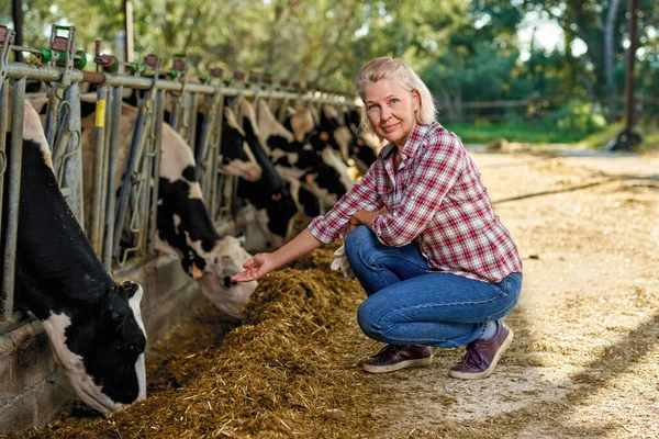 Farmerka pracuje na farmie z krowami mlecznymi — Zdjęcie stockowe
