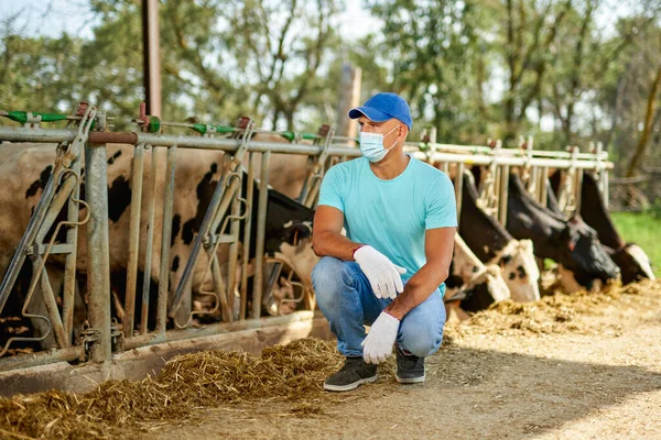 Farmer maszk vírus védelemben dolgozik a farmon tejelő tehenekkel.. — Stock Fotó