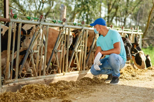 Αγρότης εργάζεται άνθρωπος σε προστασία από ιούς μάσκα σε αγρόκτημα με αγελάδες γαλακτοπαραγωγής. — Φωτογραφία Αρχείου