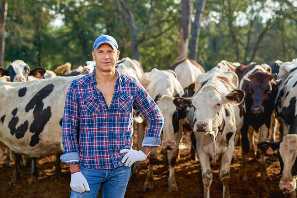 Agricultor está trabalhando na fazenda com vacas leiteiras — Fotografia de Stock