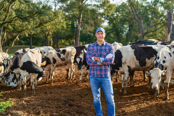 Agricultor está trabalhando na fazenda com vacas leiteiras — Fotografia de Stock