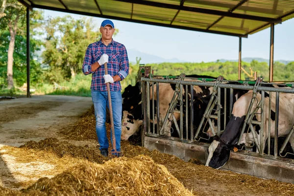 Agricultor está trabajando en granja con vacas lecheras — Foto de Stock