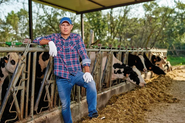 Agricultor está trabajando en granja con vacas lecheras — Foto de Stock