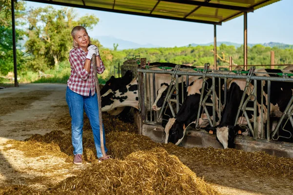 Egy farmer nő tejelő tehenekkel dolgozik a farmon. — Stock Fotó