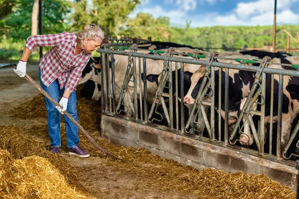 Mujer agricultora está trabajando en granja con vacas lecheras — Foto de Stock