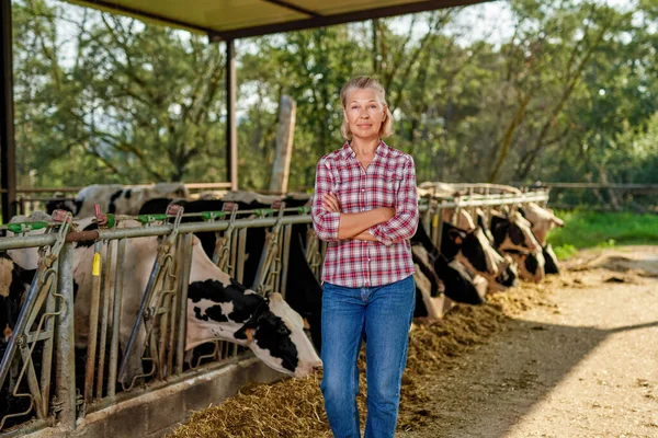 Farmer woman is working on farm with dairy cows — Stock Photo, Image