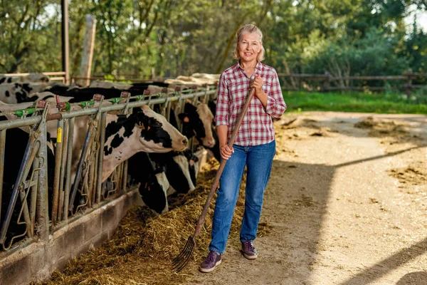 Çiftçi kadın çiftlikte ineklerle çalışıyor. — Stok fotoğraf