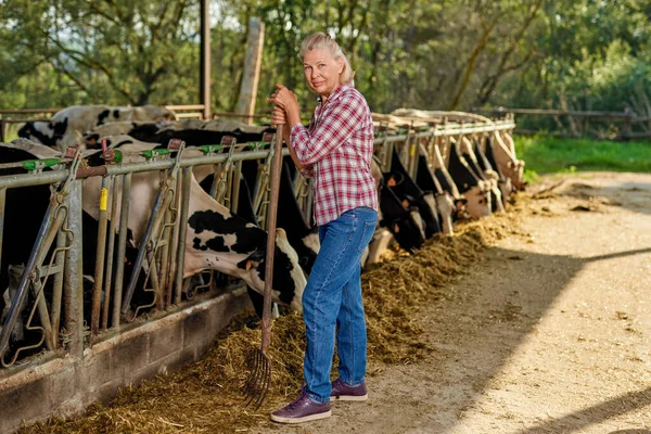 Mujer agricultora está trabajando en granja con vacas lecheras — Foto de Stock