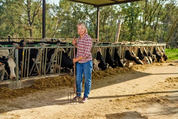 Mulher agricultor está trabalhando na fazenda com vacas leiteiras — Fotografia de Stock