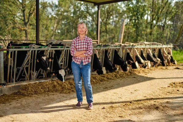 Mulher agricultor está trabalhando na fazenda com vacas leiteiras — Fotografia de Stock