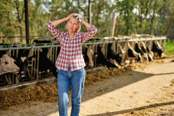 농장 일을 하는 농부인 여자는 젖소를 키우고 있다 — 스톡 사진