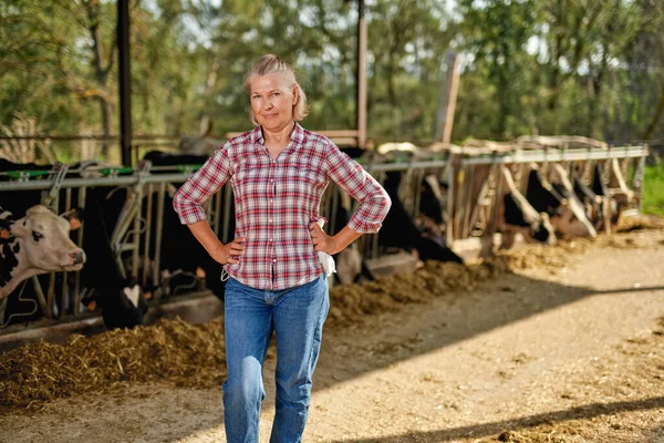 Egy farmer nő tejelő tehenekkel dolgozik a farmon. — Stock Fotó