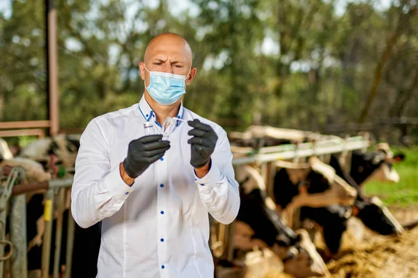 Male cow veterinarian at farm takes analyzes — Stock Photo, Image