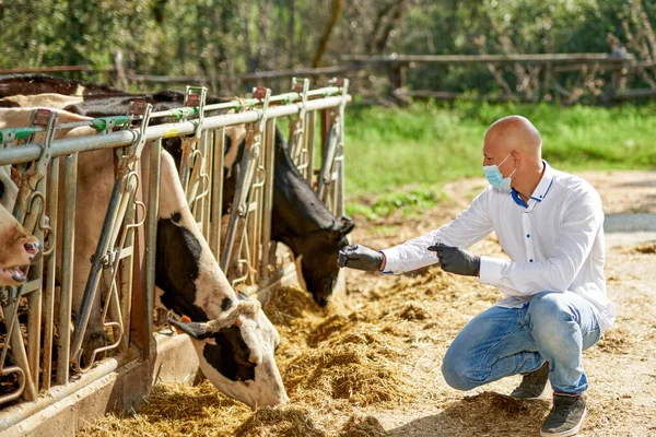 Çiftlikteki erkek inek veterineri analiz ediyor. — Stok fotoğraf