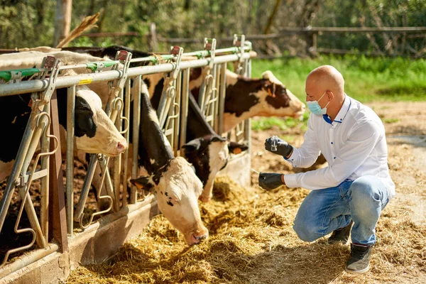 Homme vache vétérinaire à la ferme prend des analyses — Photo