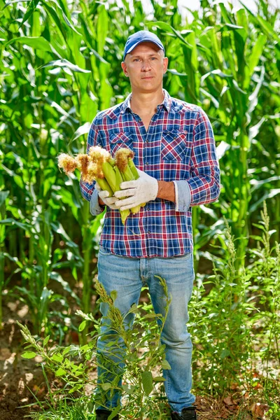 Hombre agricultor con una cosecha de maíz — Foto de Stock