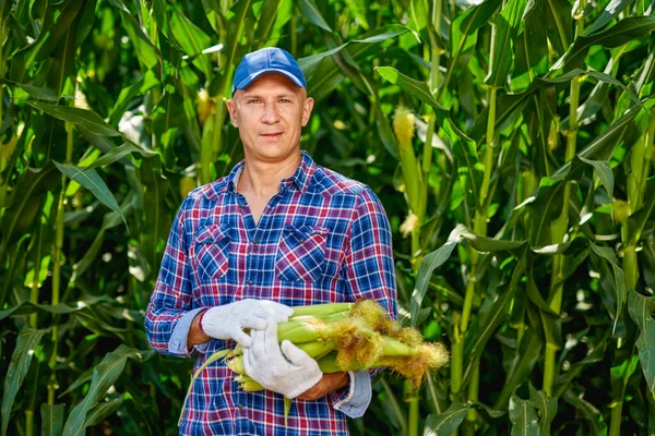 Человек-фермер с кукурузой — стоковое фото