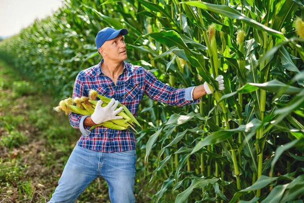 Человек-фермер с кукурузой — стоковое фото