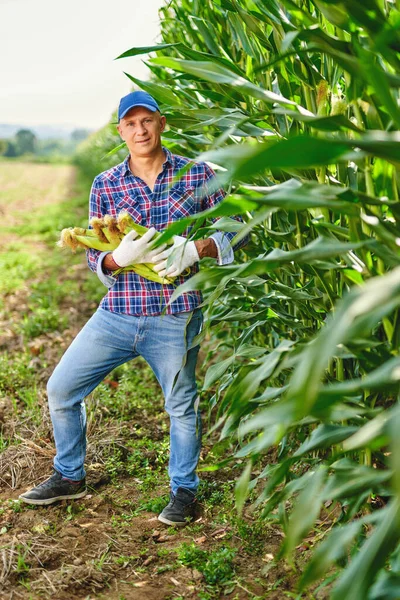 Hombre agricultor con un cultivo de maíz — Foto de Stock