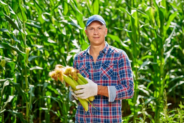 Hombre agricultor con un cultivo de maíz — Foto de Stock