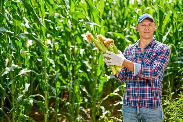 Hombre agricultor con un cultivo de maíz — Foto de Stock