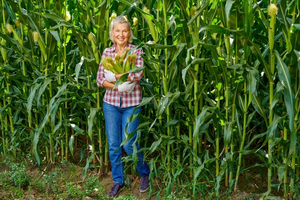 Gammal kvinnlig bonde vid majsskörd. — Stockfoto
