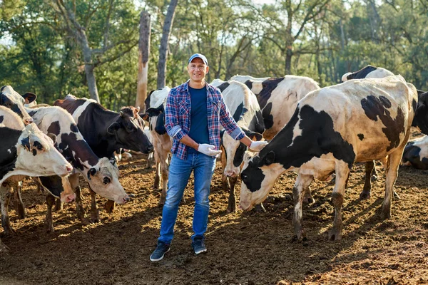 农民和奶牛一起在农场干活. — 图库照片