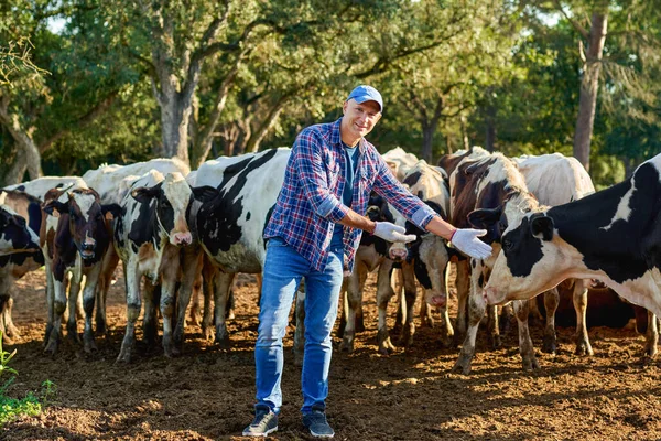 Agricultor está trabalhando na fazenda com vacas leiteiras. — Fotografia de Stock