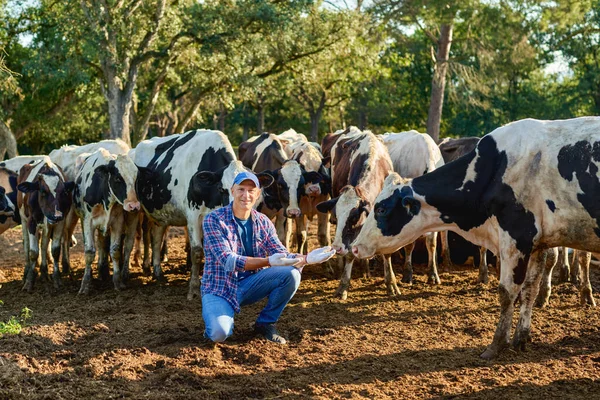 L'agricoltore lavora in azienda con vacche da latte. — Foto Stock